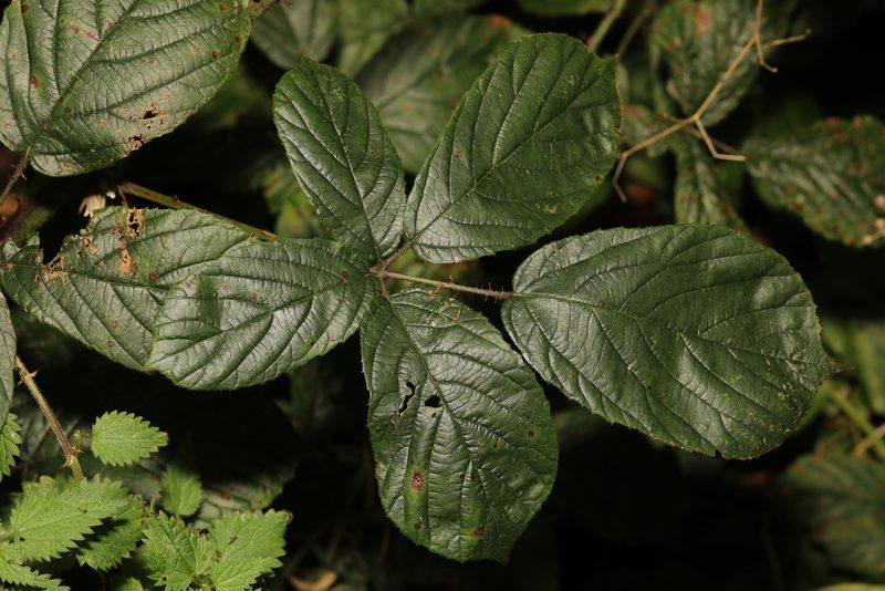 Rubus newbouldii, photographed by Stephen James McWilliam