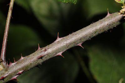 Rubus newbouldii, photographed by Stephen James McWilliam