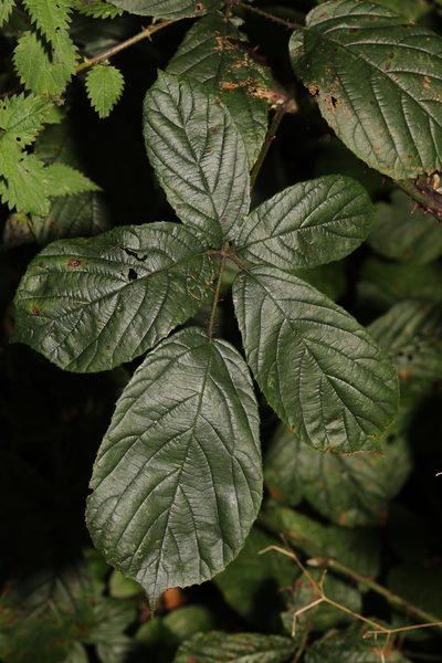 Rubus newbouldii, photographed by Stephen James McWilliam