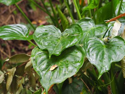 Alocasia cucullata, photographed by 葉子
