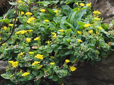 Crepidiastrum taiwanianum, photographed by 葉子