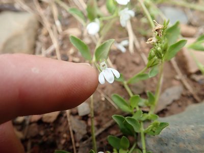 Justicia anagalloides, photographed by Jimmy Whatmore