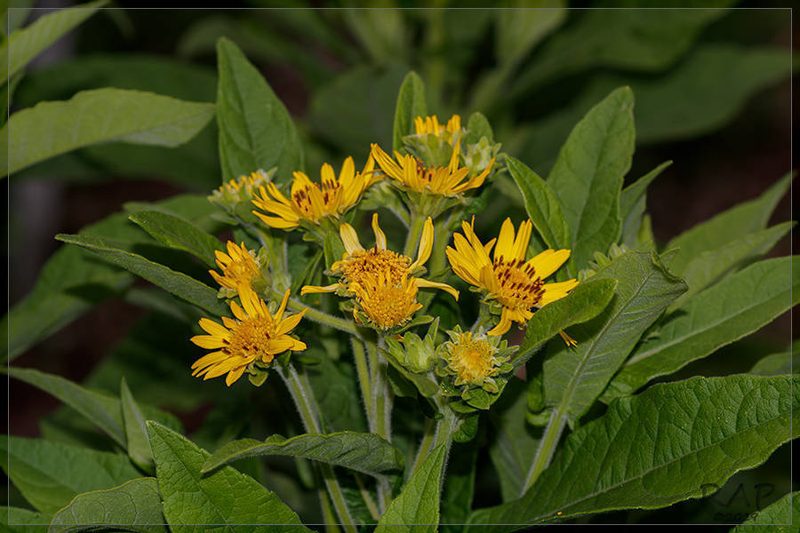 Verbesina subcordata, photographed by RAP