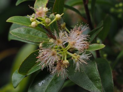 Scolopia oldhamii, photographed by 葉子