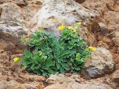 Crepidiastrum taiwanianum, photographed by 葉子