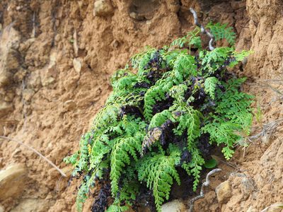 Odontosoria biflora, photographed by 葉子