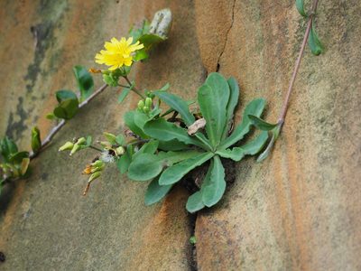 Crepidiastrum taiwanianum, photographed by 葉子