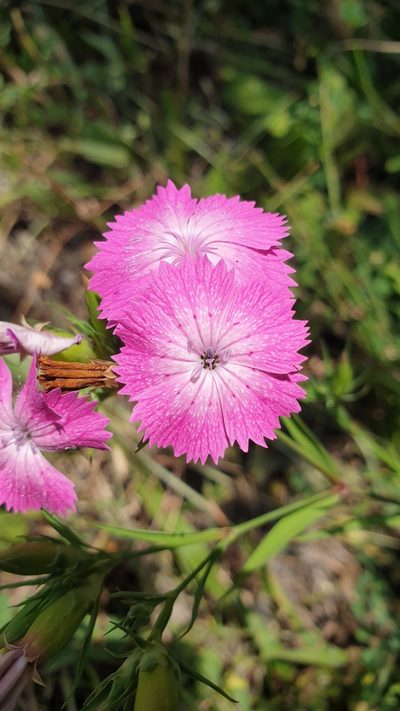 Dianthus caucaseus, photographed by Дауд Арсанукаев