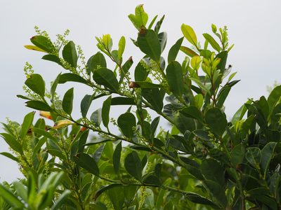 Itea oldhamii, photographed by 葉子