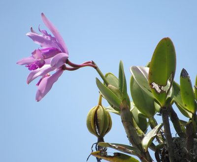 Cattleya intermedia, photographed by Kahio Tiberio Mazon