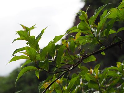 Mussaenda parviflora, photographed by 葉子
