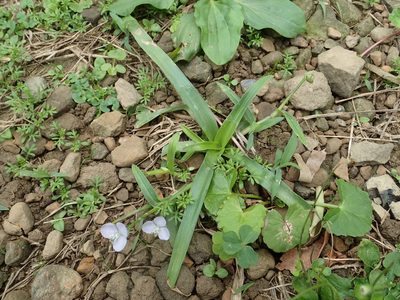 Murdannia loriformis, photographed by 葉子