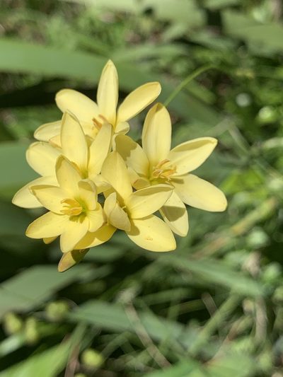 Ixia odorata, photographed by Matthew Fainman