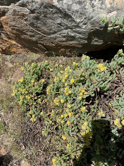 Scopelogena verruculata, photographed by Matthew Fainman