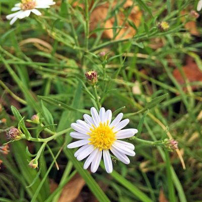 Aster microcephalus, photographed by Kai Löhr