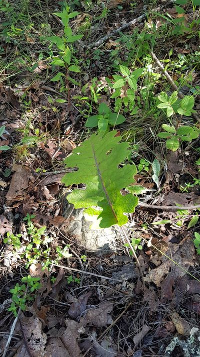 Psacalium amplifolium, photographed by Eugenio Padilla