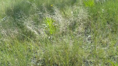 Muhlenbergia sericea, photographed by Jay Horn