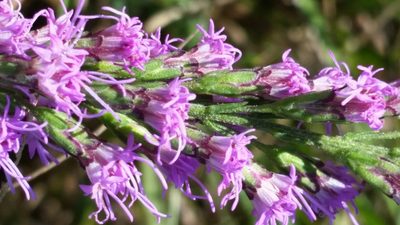 Liatris gracilis, photographed by Jay Horn