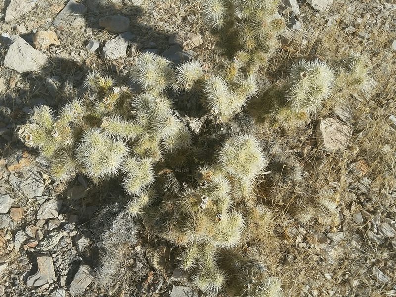 Cylindropuntia multigeniculata, photographed by Jim Morefield