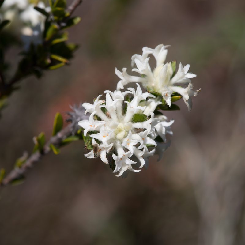 Pimelea phylicoides, photographed by Kym Nicolson