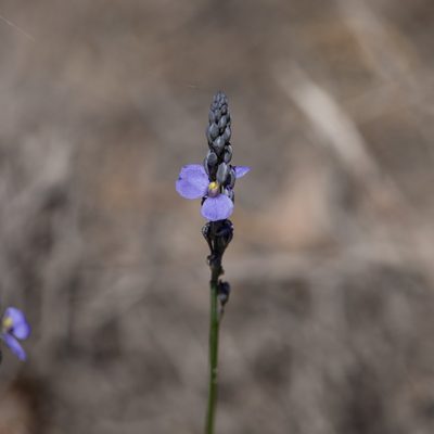 Comesperma calymega, photographed by Kym Nicolson