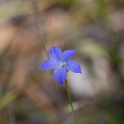 Wahlenbergia stricta, photographed by Kym Nicolson
