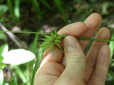 Carex folliculata, photographed by botanygirl