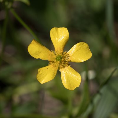 Ranunculus lappaceus, photographed by Kym Nicolson