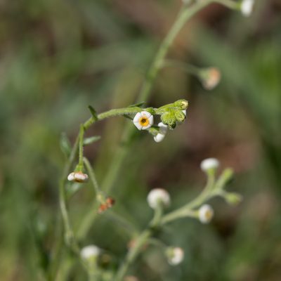 Hackelia suaveolens, photographed by Kym Nicolson