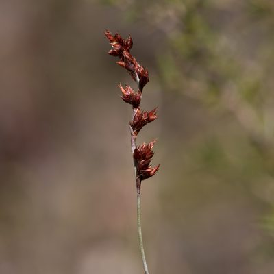 Apodasmia brownii, photographed by Kym Nicolson