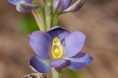 Thelymitra grandiflora, photographed by Rolf Lawrenz