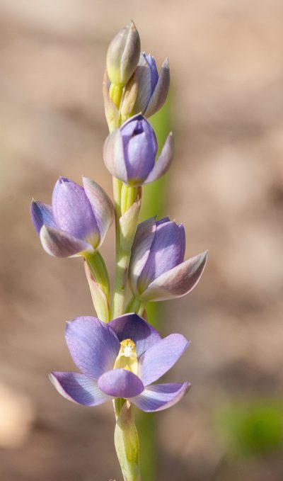 Thelymitra grandiflora, photographed by Rolf Lawrenz