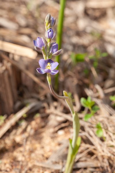 Thelymitra grandiflora, photographed by Rolf Lawrenz
