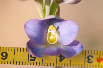Thelymitra grandiflora, photographed by Rolf Lawrenz