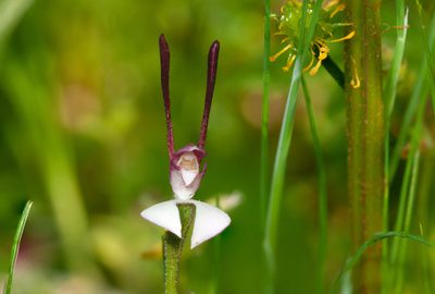 Leptoceras menziesii, photographed by Rolf Lawrenz