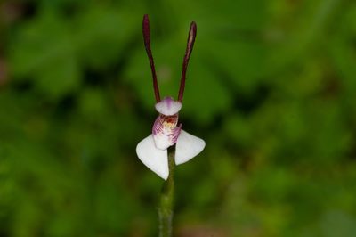 Leptoceras menziesii, photographed by Rolf Lawrenz