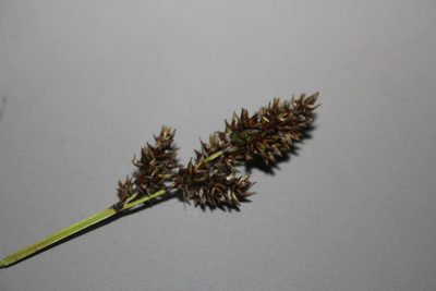 Carex diandra, photographed by Quinten Wiegersma