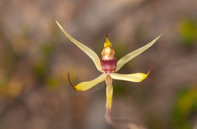 Caladenia leptochila, photographed by Rolf Lawrenz