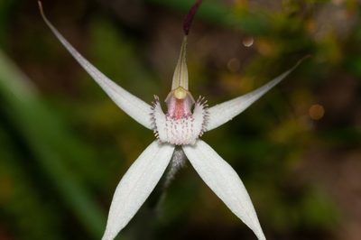 Caladenia rigida, photographed by Rolf Lawrenz