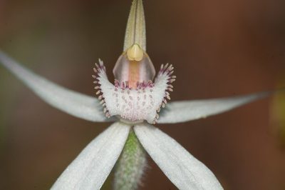 Caladenia rigida, photographed by Rolf Lawrenz