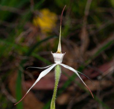 Caladenia rigida, photographed by Rolf Lawrenz