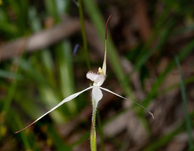 Caladenia rigida, photographed by Rolf Lawrenz