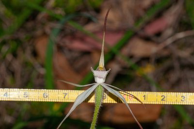 Caladenia rigida, photographed by Rolf Lawrenz