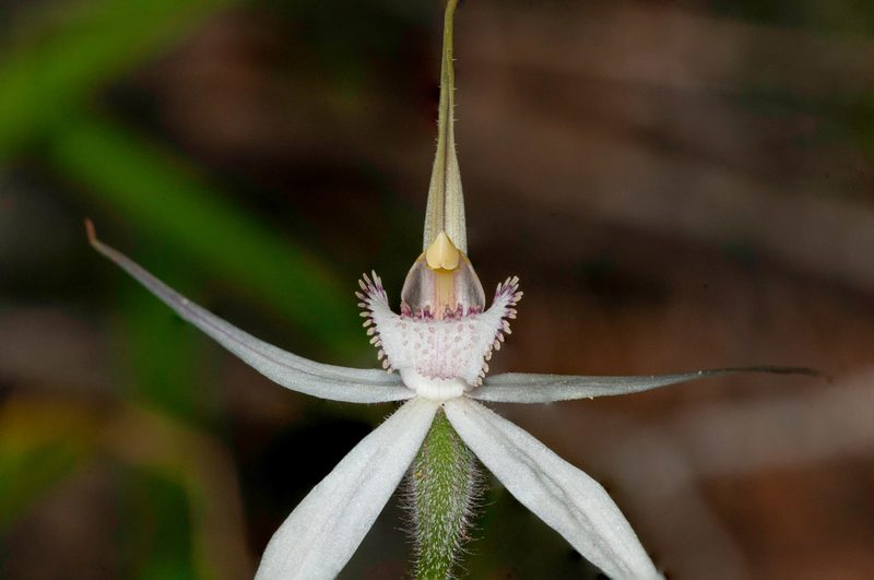 Caladenia rigida, photographed by Rolf Lawrenz