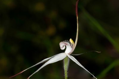 Caladenia rigida, photographed by Rolf Lawrenz