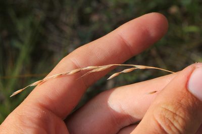 Schizachne purpurascens, photographed by Quinten Wiegersma