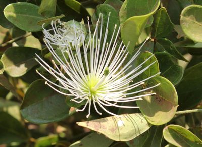 Thilachium africanum, photographed by Alan Manson