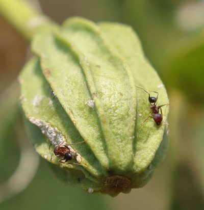 Thilachium africanum, photographed by Alan Manson