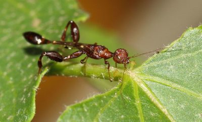 Croton megalobotrys, photographed by Alan Manson
