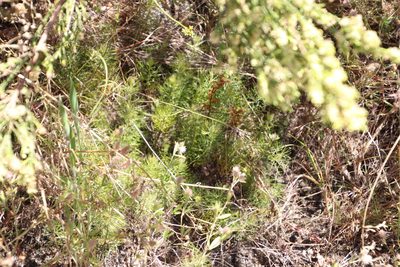 Serruria cyanoides, photographed by Tony Rebelo